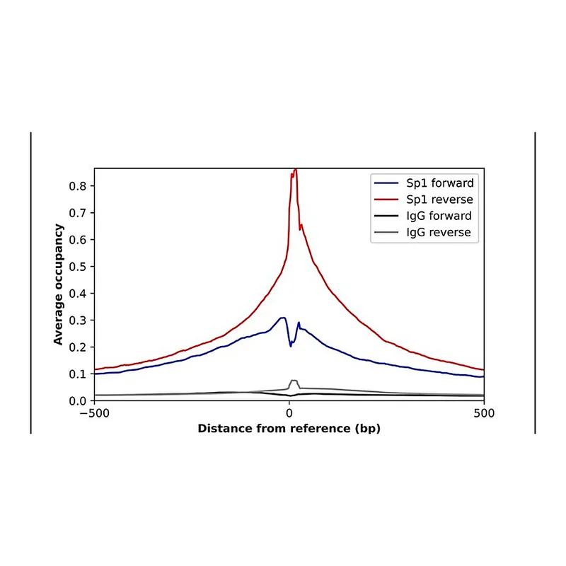 Merck Anti-SP1 antibody produced in rabbit