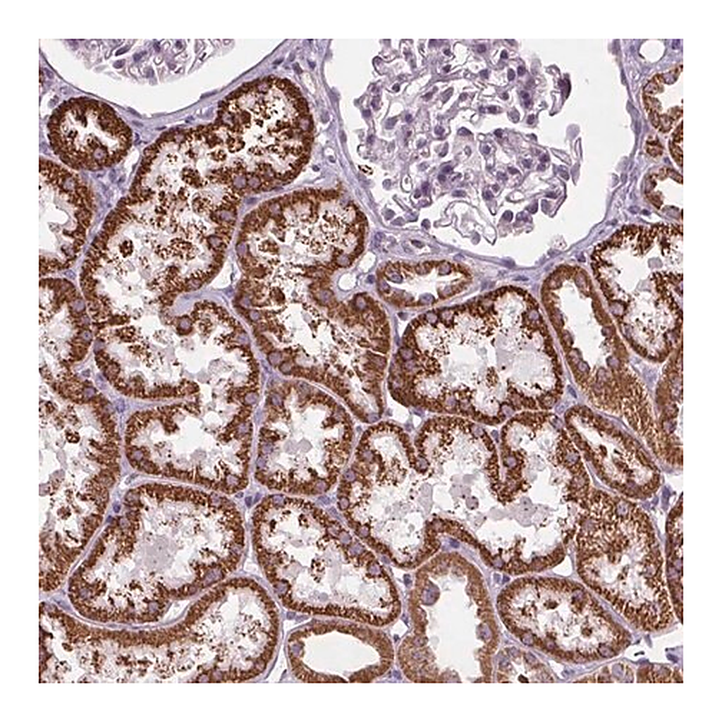 Merck Anti-LFNG antibody produced in rabbit