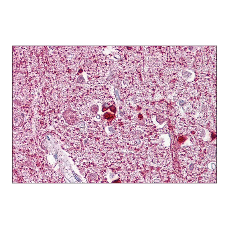 Merck Anti-ZEB2 antibody produced in rabbit