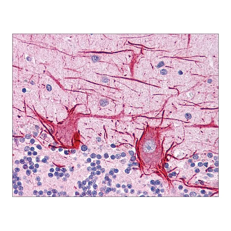 Merck Anti-APOB antibody produced in rabbit