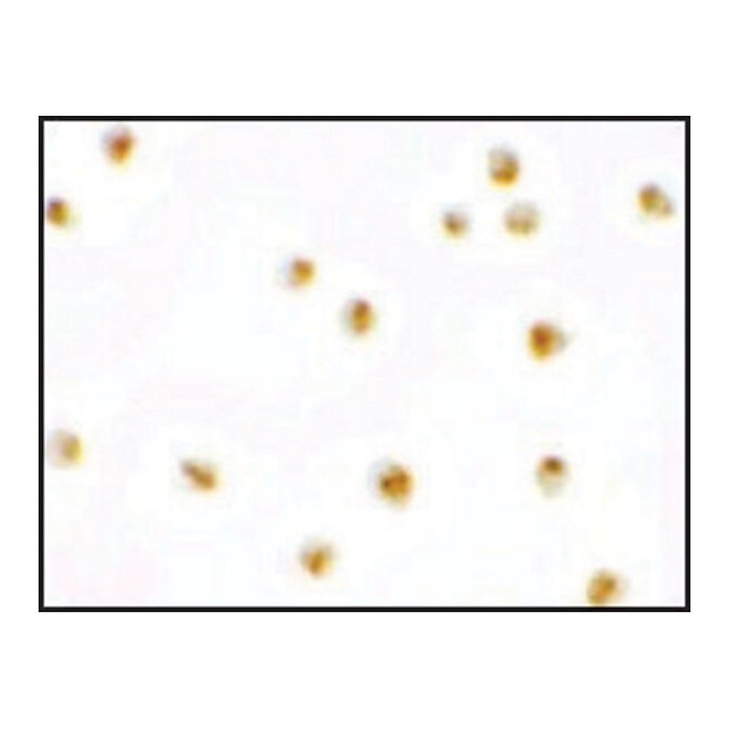 Merck Anti-C9orf116 antibody produced in rabbit