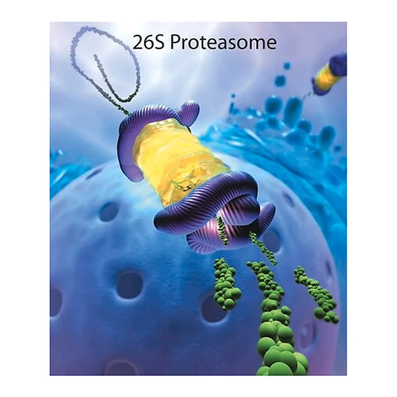 Merck 20S Proteasome Fraction from rabbit