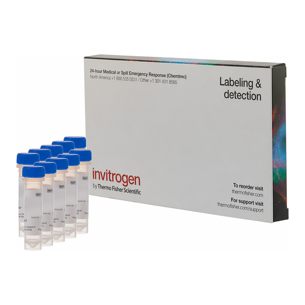 Thermo Fisher Scientific FM 1-43FX, fixable analog of FM 1-43 membrane stain