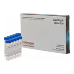 Thermo Fisher Scientific FM 1-43FX, fixable analog of FM 1-43 membrane stain
