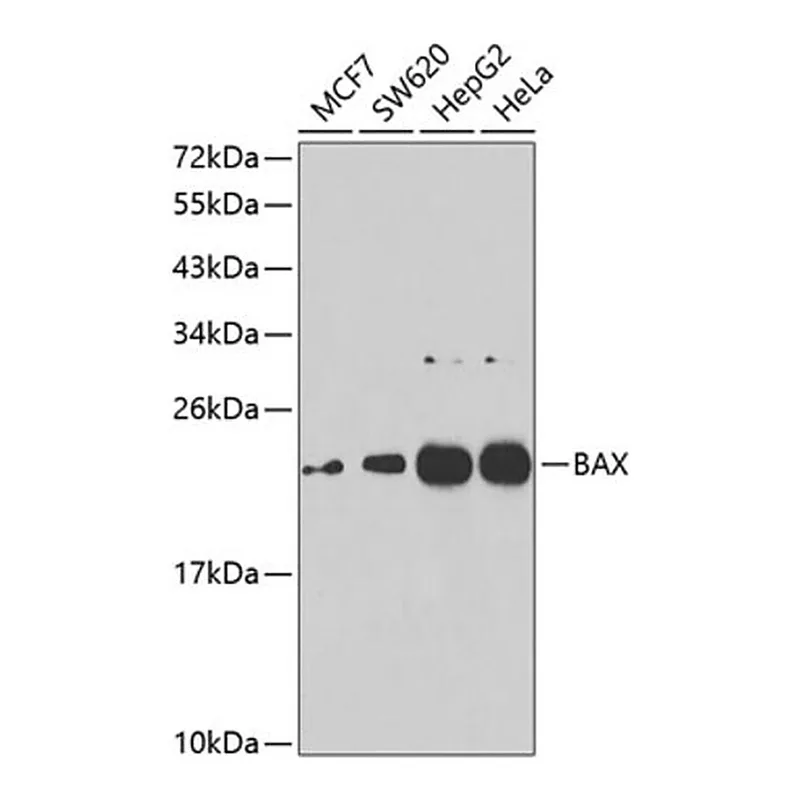 Merck ANTI-BAX ANTIBODY PRODUCED IN RABBIT