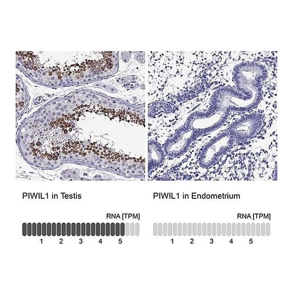 Merck Anti-PIWIL1 antibody produced in rabbit