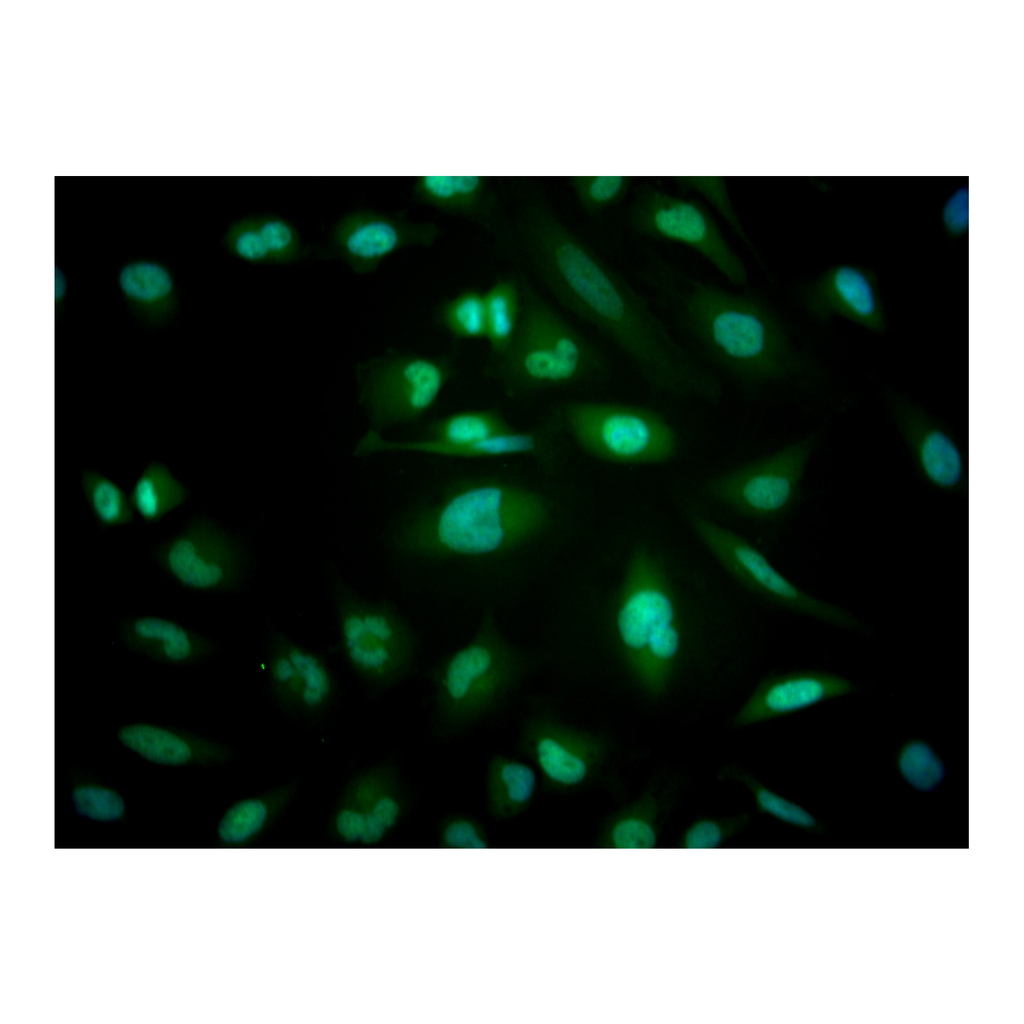 BD Alexa Fluor® 488 Mouse anti-EZH2