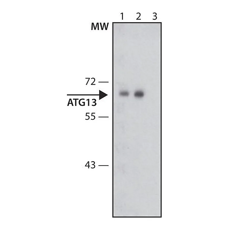 Merck Anti-ATG13 antibody produced in rabbit
