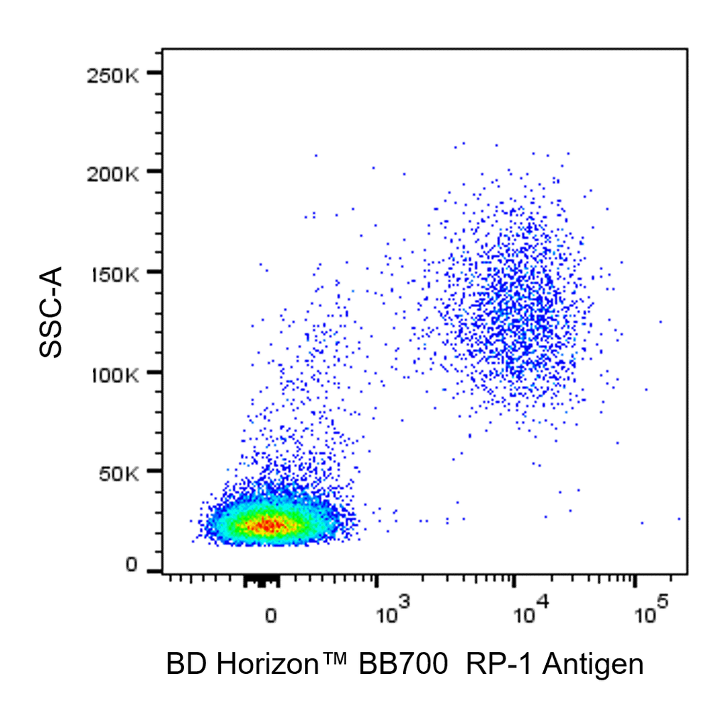 BD BB700 Mouse Anti-Rat RP-1 Antigen