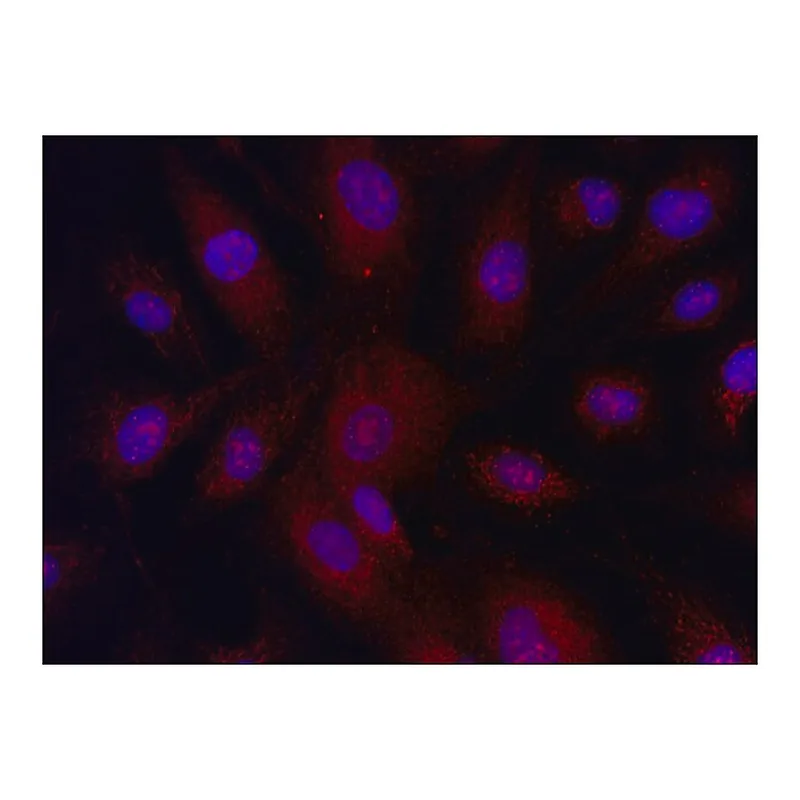 Merck Anti-MLKL (58-70) antibody produced in rabbit