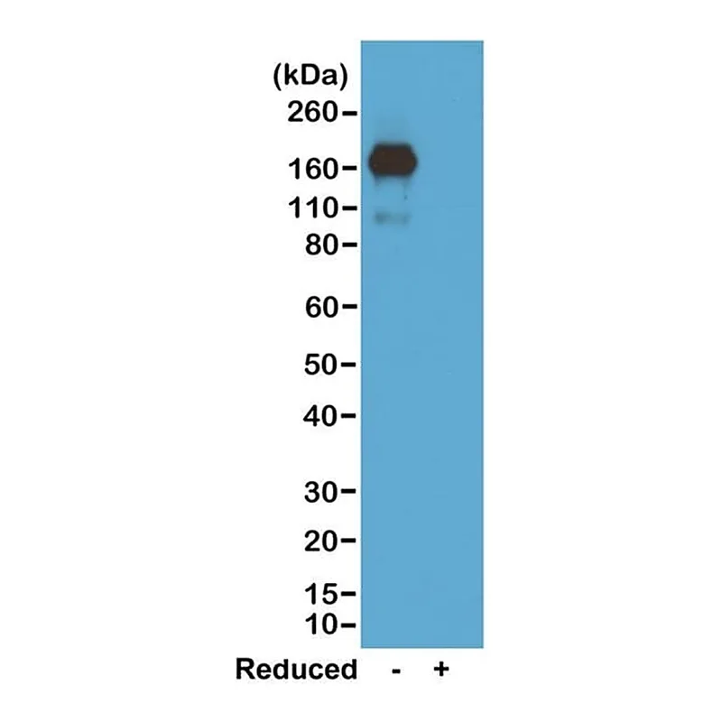 Thermo Fisher Scientific Rabbit anti-Mouse IgA Recombinant Secondary Antibody, Biotin