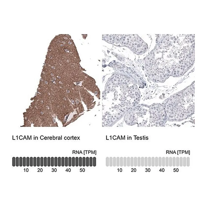 Merck Anti-L1CAM antibody produced in mouse
