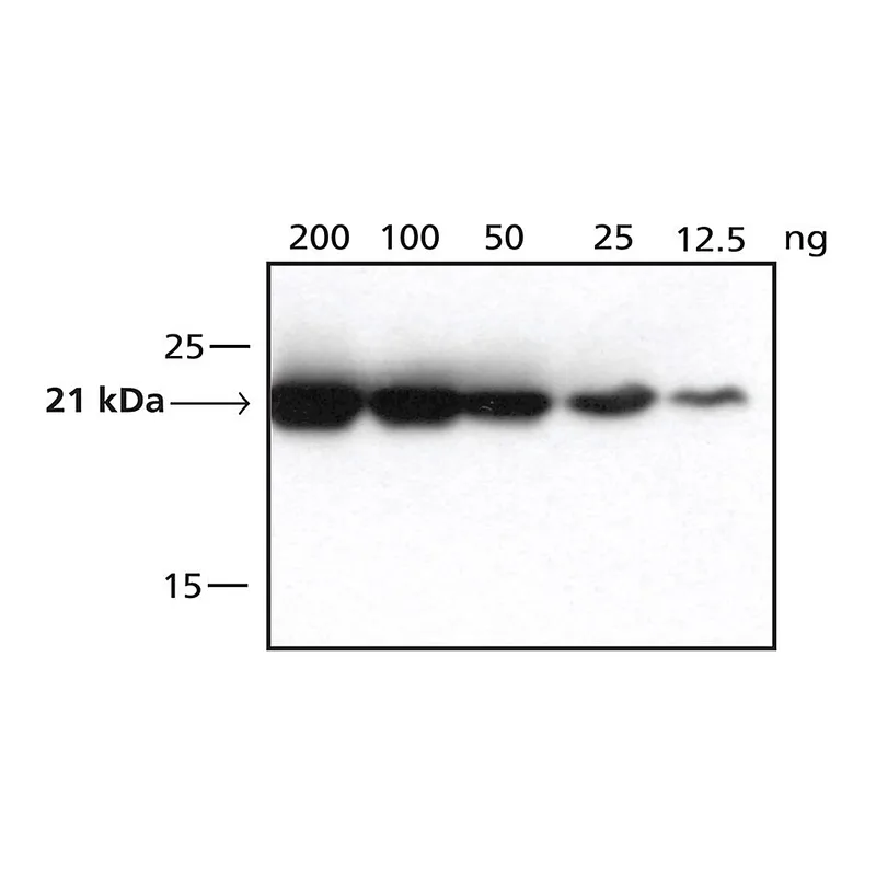 Merck Anti-DHFR, C-terminal antibody produced in rabbit