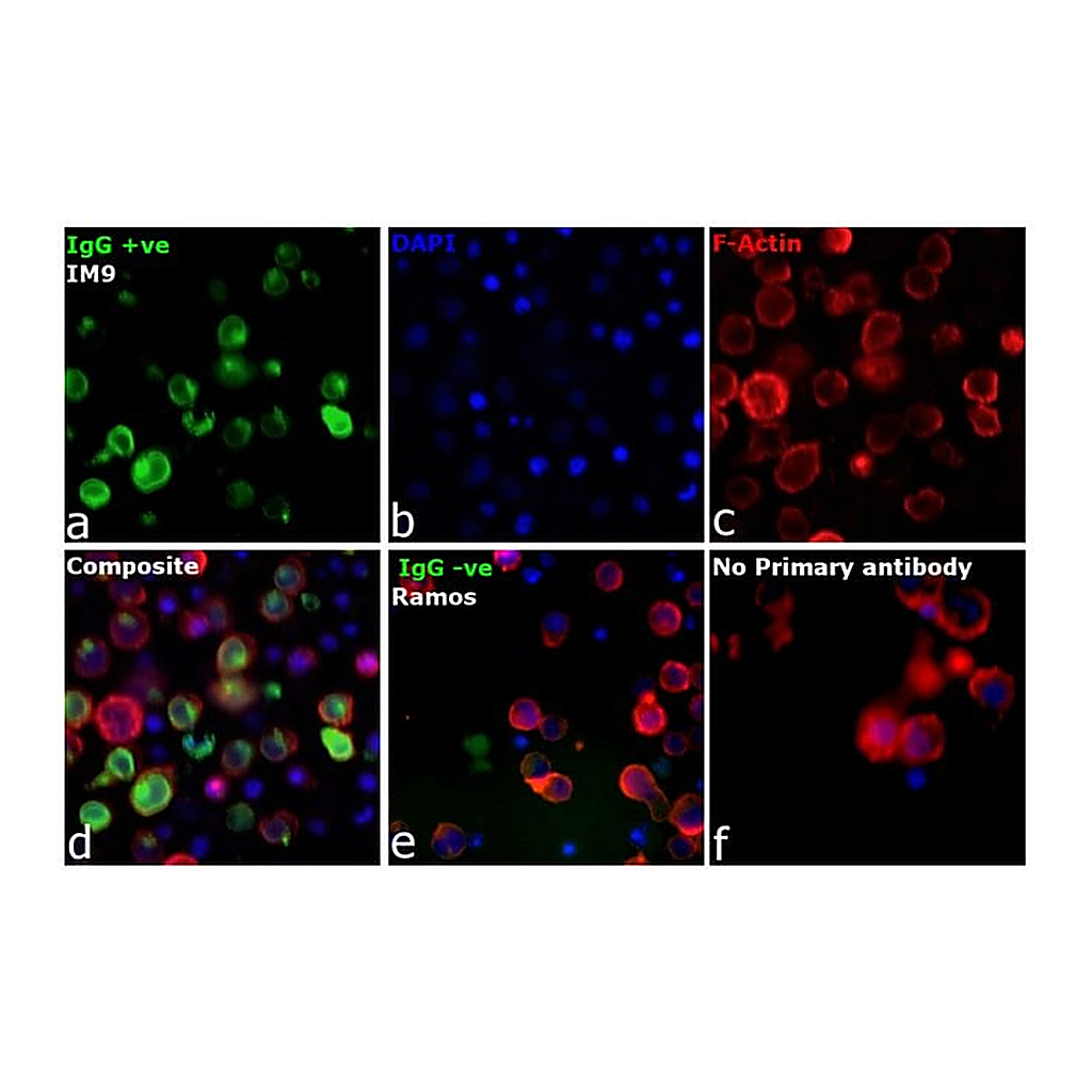 Thermo Fisher Scientific Rabbit anti-Human IgG Fc gamma Secondary Antibody