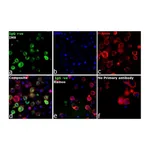 Thermo Fisher Scientific Rabbit anti-Human IgG Fc gamma Secondary Antibody