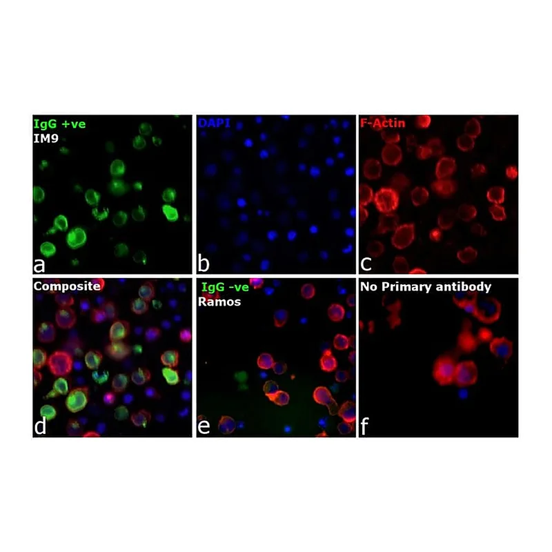 Thermo Fisher Scientific Rabbit anti-Human IgG Fc gamma Secondary Antibody