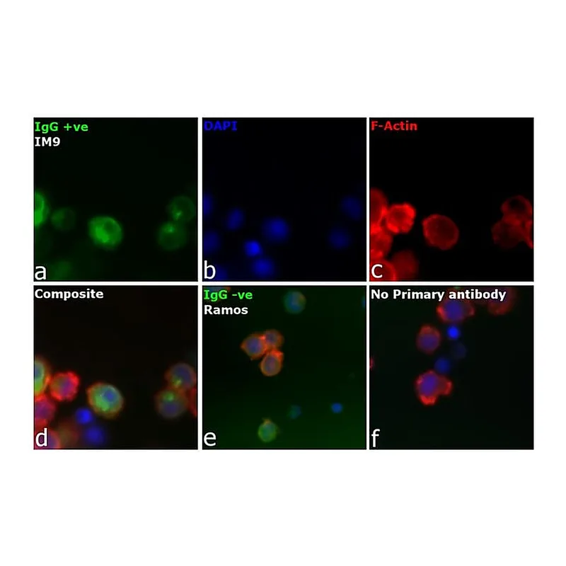 Thermo Fisher Scientific Goat anti-Human IgG Fc Secondary Antibody