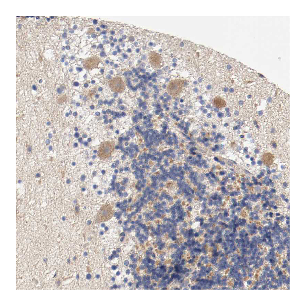 Atlas Antibodies Anti-PCSK6 Antibody