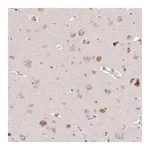 Atlas Antibodies Anti-PCYOX1L Antibody