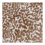 Atlas Antibodies Anti-PCYOX1 Antibody