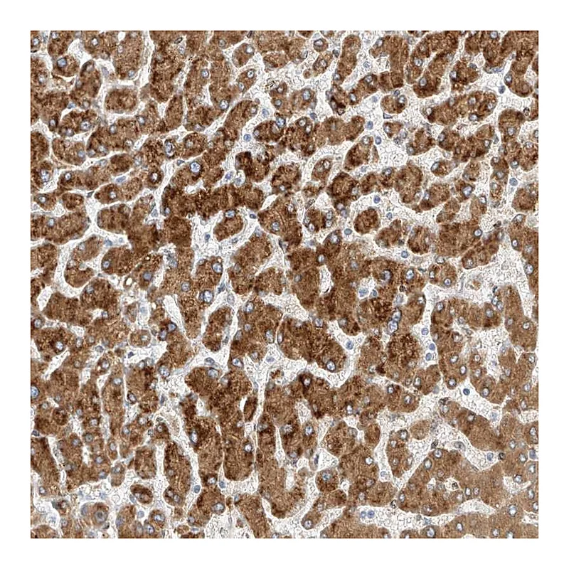 Atlas Antibodies Anti-PCYOX1 Antibody