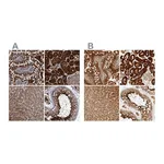 Atlas Antibodies Anti-PCYT2 Antibody