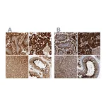 Atlas Antibodies Anti-PCYT2 Antibody
