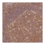 Atlas Antibodies Anti-PDAP1 Antibody