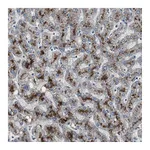 Atlas Antibodies Anti-PCYT1B Antibody