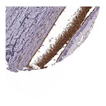 Atlas Antibodies Anti-PDC Antibody