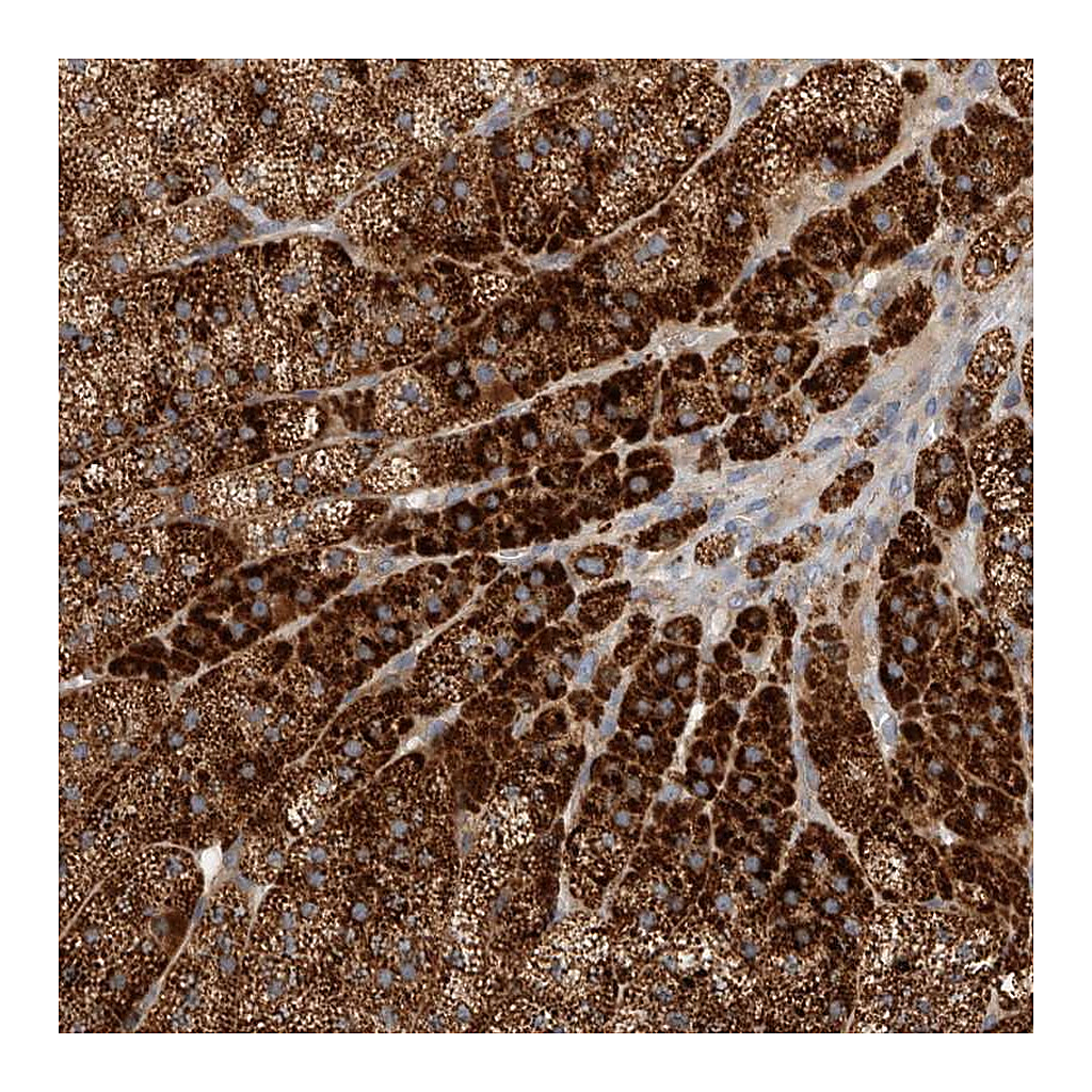 Atlas Antibodies Anti-PDCD10 Antibody