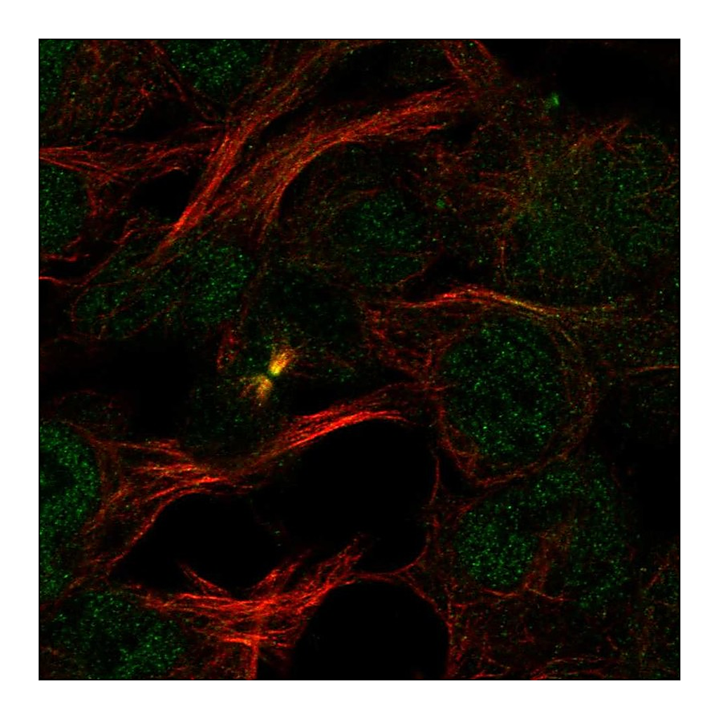 Atlas Antibodies Anti-PDCD2 Antibody