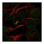 Atlas Antibodies Anti-PDCD2 Antibody
