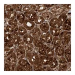 Atlas Antibodies Anti-PDCD2 Antibody