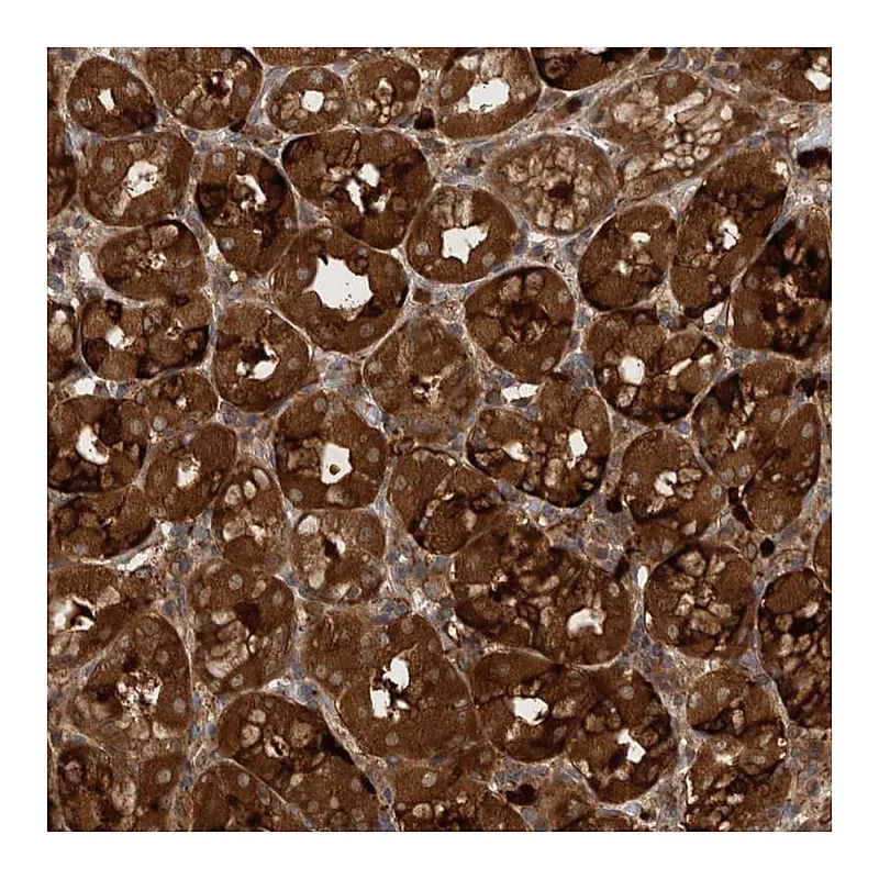 Atlas Antibodies Anti-PDCD2 Antibody