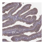 Atlas Antibodies Anti-PDCD2L Antibody
