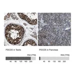 Atlas Antibodies Anti-PDCD5 Antibody