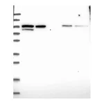 Atlas Antibodies Anti-PDCD6IP Antibody