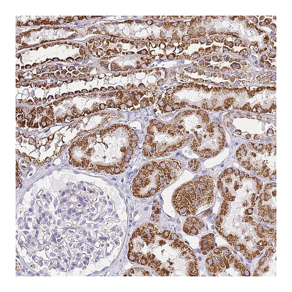 Atlas Antibodies Anti-PDCD7 Antibody