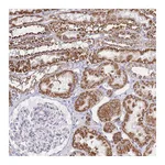 Atlas Antibodies Anti-PDCD7 Antibody