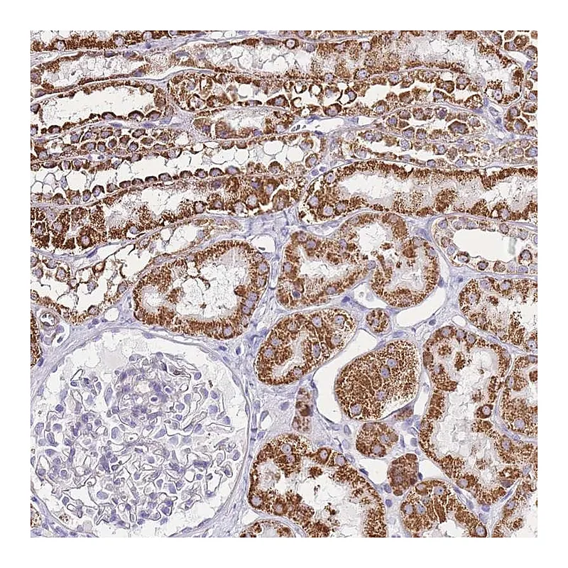 Atlas Antibodies Anti-PDCD7 Antibody