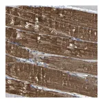 Atlas Antibodies Anti-PDCL Antibody