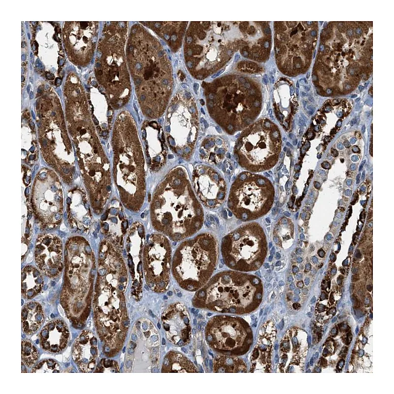 Atlas Antibodies Anti-PDCL Antibody