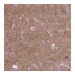 Atlas Antibodies Anti-PDE10A Antibody