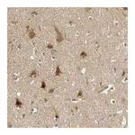 Atlas Antibodies Anti-PDDC1 Antibody