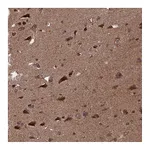 Atlas Antibodies Anti-PDE12 Antibody
