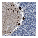 Atlas Antibodies Anti-PDE1B Antibody