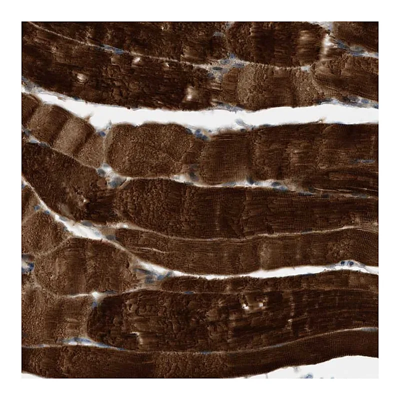 Atlas Antibodies Anti-PDCL3 Antibody