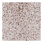 Atlas Antibodies Anti-PDE1C Antibody