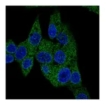 Atlas Antibodies Anti-PDE3B Antibody